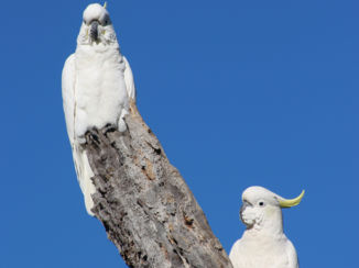 Canberra - Kaketoes in de stad
