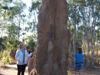Northern Territory - termieten