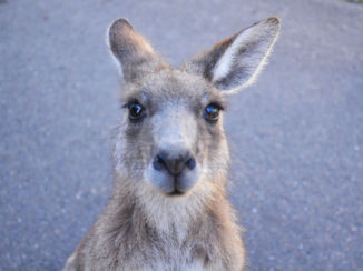 Australie - Nieuwsgierige kangoeroe bij Merry beach