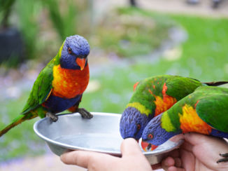 Australie - Vogels drinken geven in Currumbin sanctuary (ook aanrader)