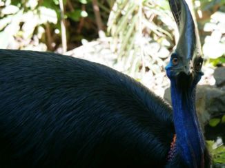 Australie - Kasuaris in Daintree N.P.