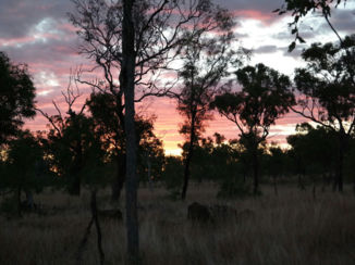 Australie - Sunset in Taronga Zoo