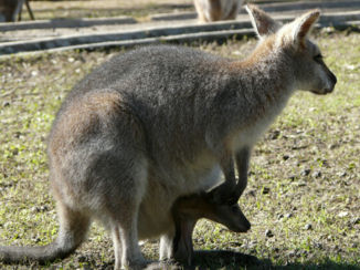 Australie - New life