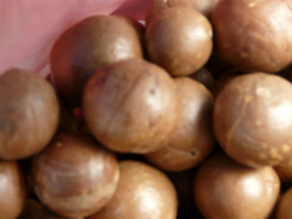 Australie - Macadamia