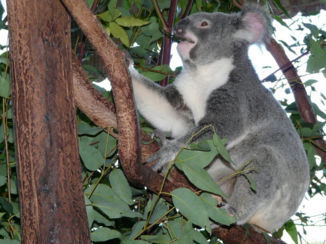 Australie - Koala