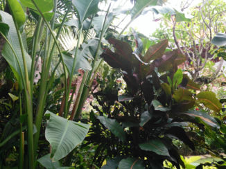 Tui - Binnentuin van het hotel