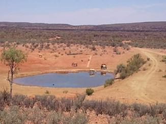 Riksja Australie - Wilde paarden aan het drinken.