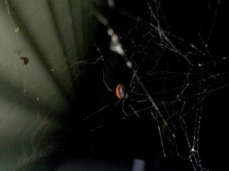 Australie - Redback