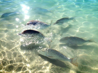 Australie - Fishie