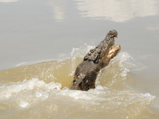 Kakadu National Park - Croc