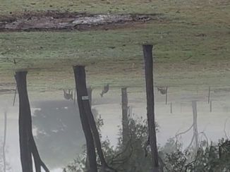 Queensland - Kangaroos in de achtertuin