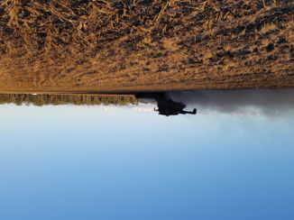 Queensland - Harvest the beans verry dusty