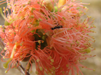 Western Australia - Prachtige bleomen