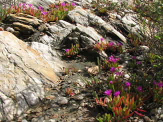 Western Australia - vrije natuur met de mooiste bloemen en bloemetjes