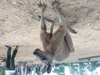 Lone Pine Koala Sanctuary - Kangoeroe bij Lone pine koala sanctuary