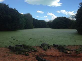 Australie - Broome croco parc