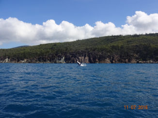 Whitsunday Islands - Humpback whale