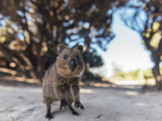 Rottnest Island - Quakka