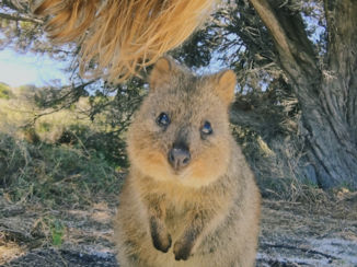 Rottnest Island - Hello you