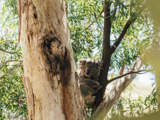 Adelaide - Koala