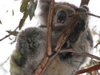 Great Ocean Road - Kennett River