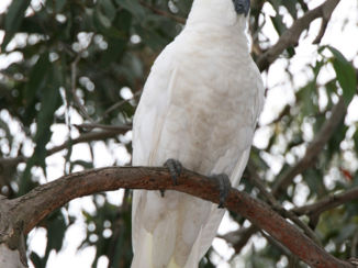 Great Ocean Road - Kennett River