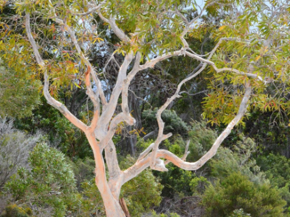 Australie