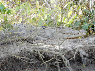 Australie - Krokodil safari