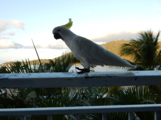 Australie - Airlie beach
