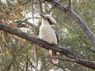 Australie - The Little penguin bus