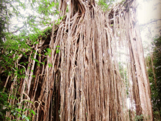 Australie - Cairns: Big Fig Tree