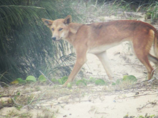 Australie - Dingo op Fraser Island