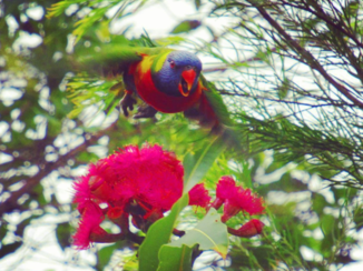 Australie