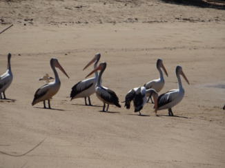 Australie
