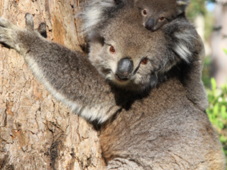 Australie - Exploring together