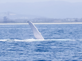 Queensland - Walvissen spotten