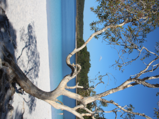 Australie - Lake McKenzie Fraser Island