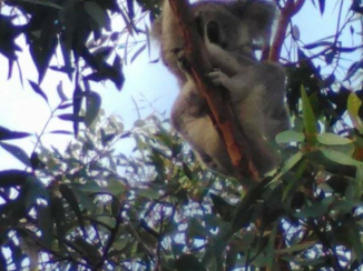 Australie - Koala's spotten