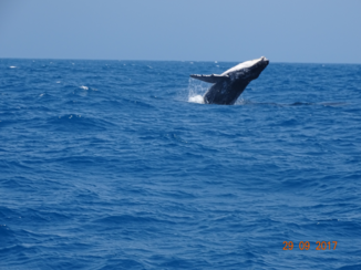 Australie - Walvis spotten