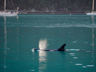 Australie - Withsundays