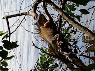 ANWB Vakantie - leguaan