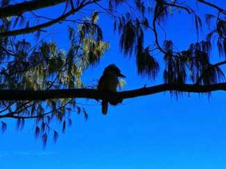 Australie - Kookabura
