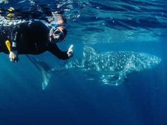 Australie - Swimming with a whaleshark