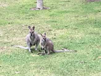 Australie - Kundabung NSW