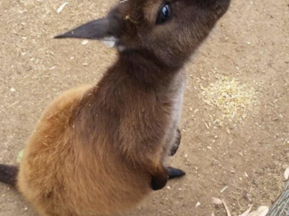 Kangaroo Island - Kangaroo