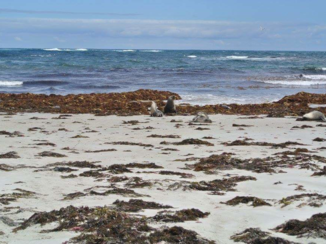 Kangaroo Island - Seal bay