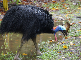 Australie - Cassowary
