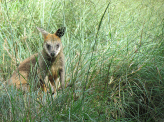 Australie - kangaroe (wallabee = klein soort)