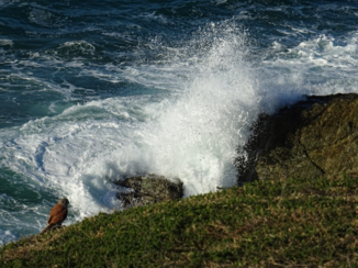 Australie - op de uitkijk in Coffs Harbour