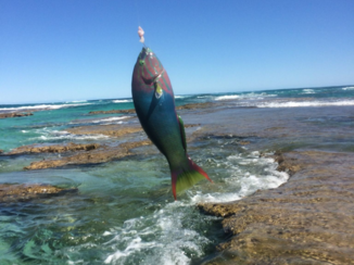 Australie - Warroora Station